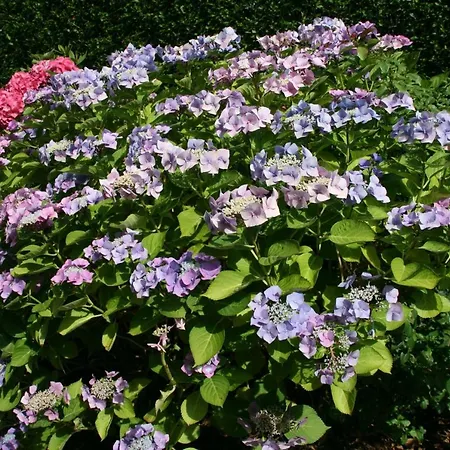 Wyk/foehr Ubytování v soukromí