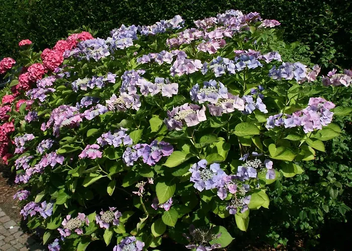 Wyk/foehr Проживание в семье