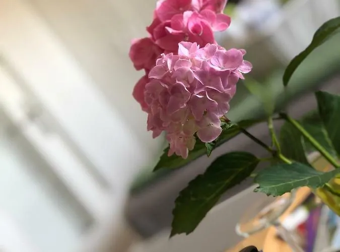 Проживание в семье Wyk/foehr